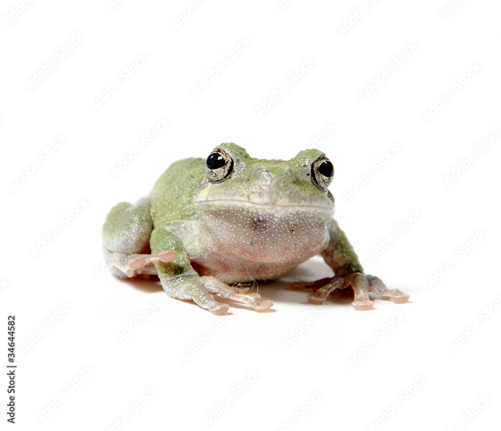 Obraz premium Tree frog on white