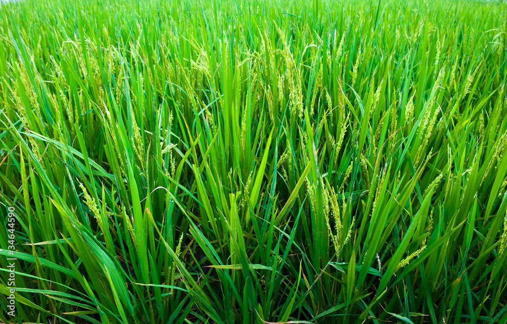 Rice Paddy