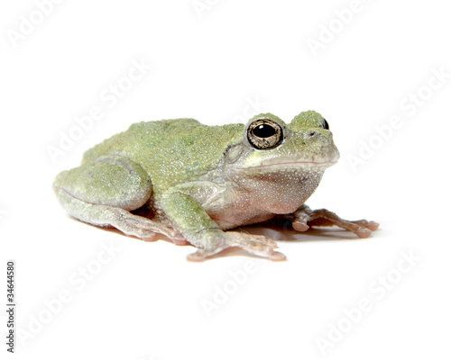 Tree frog on white