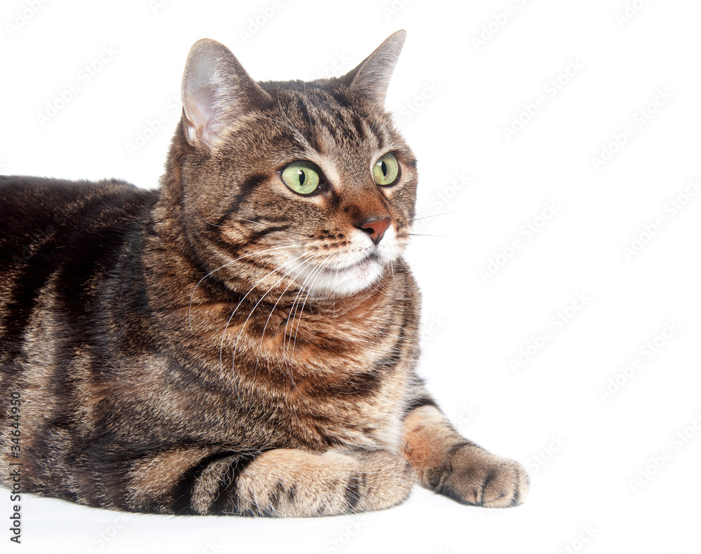 Fototapeta premium Face of adult tabby cat