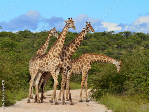 giraffes snack