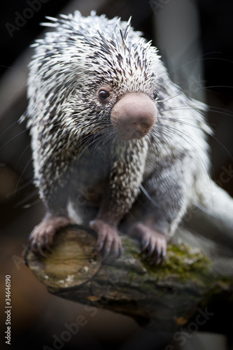 Close-up of a cute Brazilian Porcupine photo