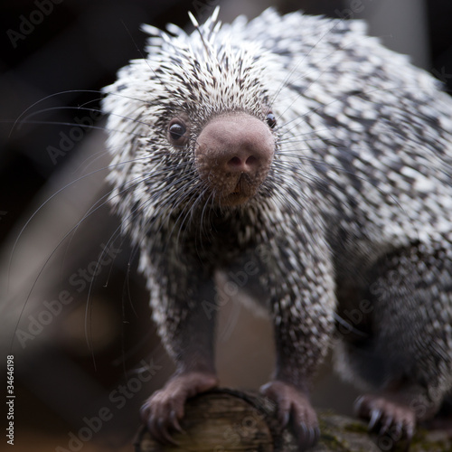 Close-up of a cute Brazilian Porcupine ( photo