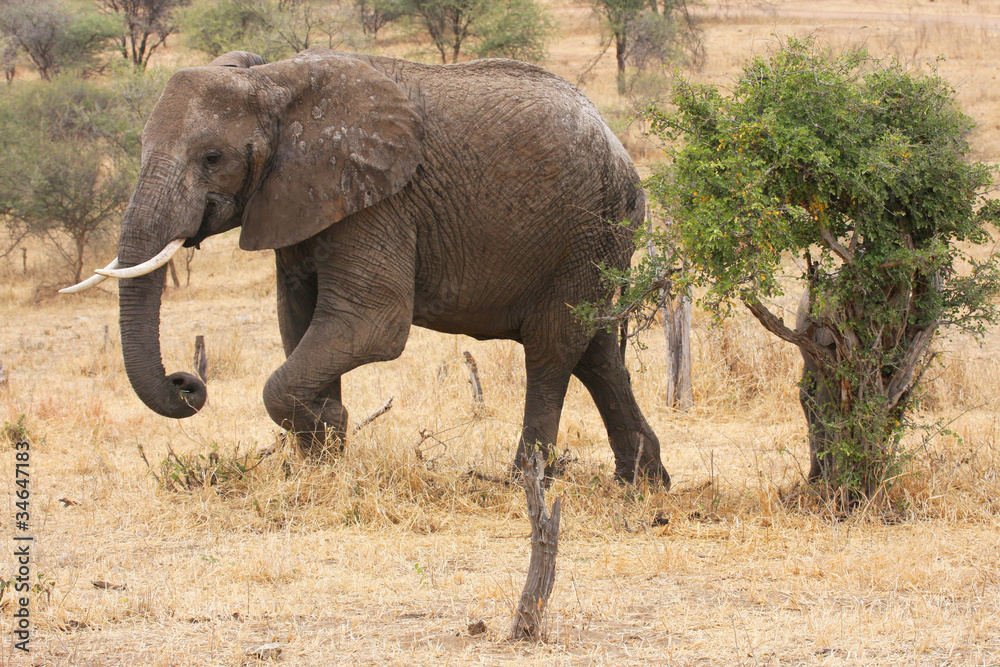 Fototapeta premium Elephant