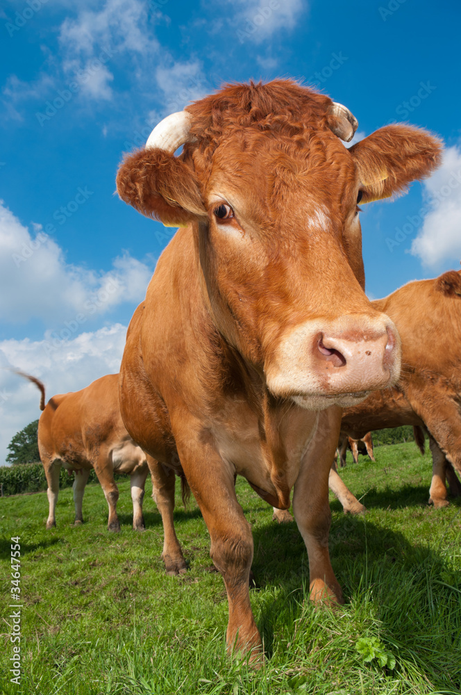 limousin cow