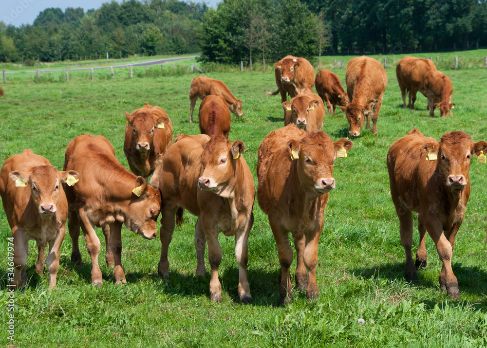 limousin calves limousin calves