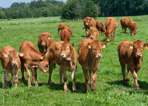 limousin calves