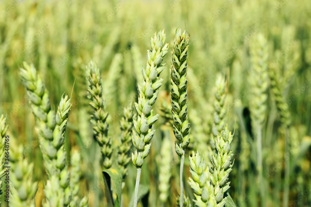 Wheat field