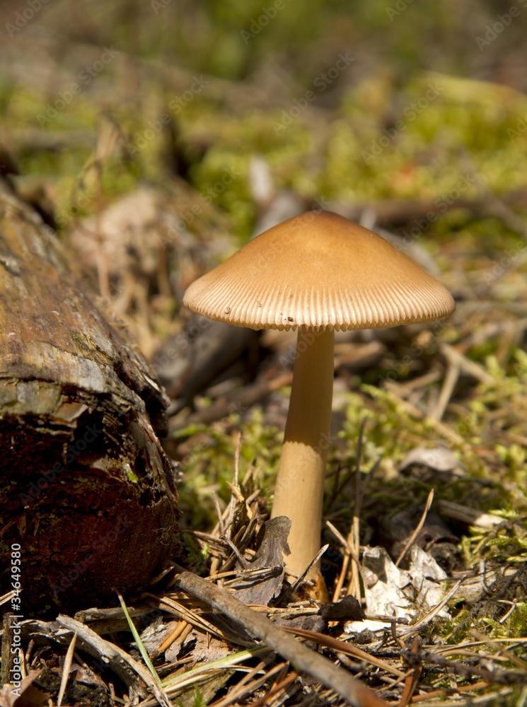 Fototapeta premium Waldpilz