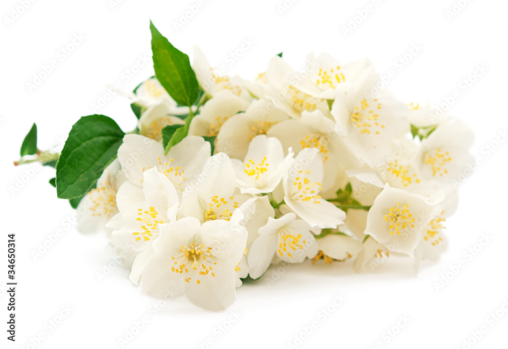 jasmine jasmine