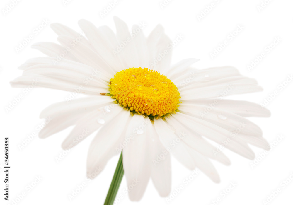 Naklejka premium chamomile