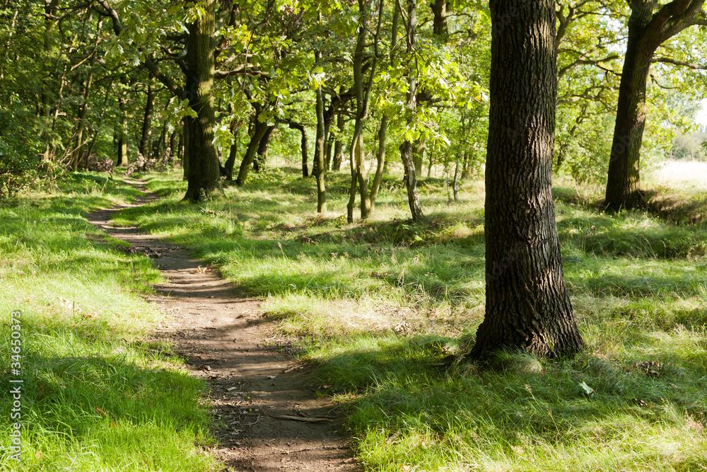 Waldweg im Sommer
