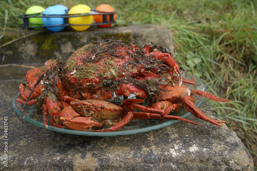 araignée de mer