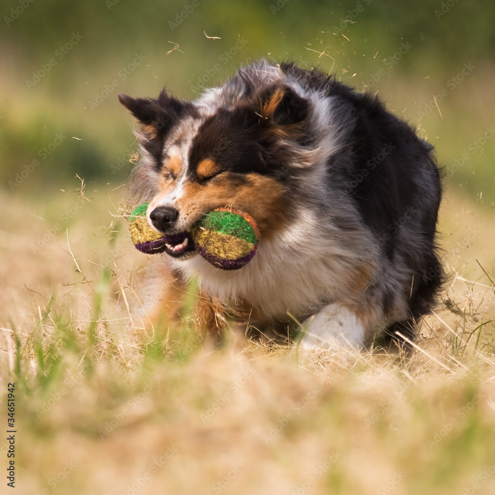 Australian Shepherd in Action Australian Shepherd in Action