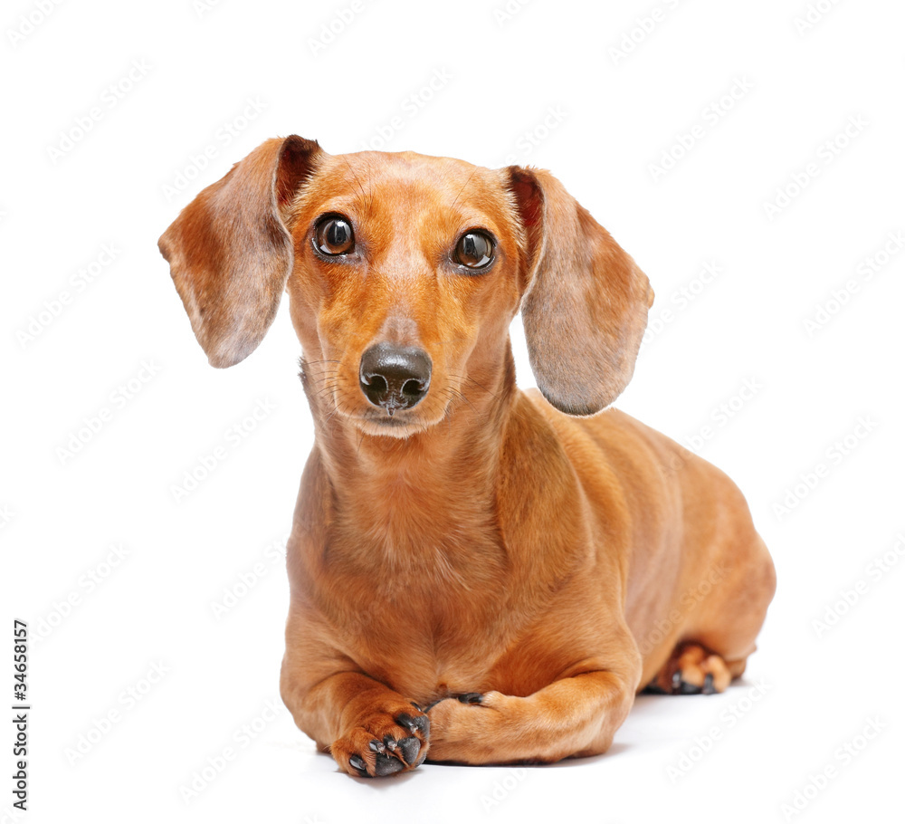 dachshund dog sitting
