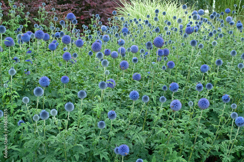 Kugeldisteln - Echinops photo