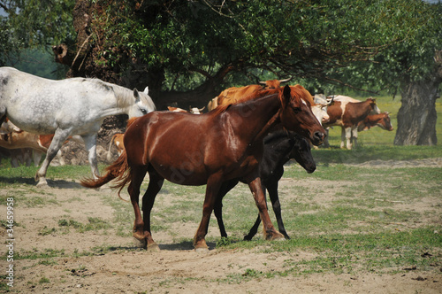 herd of horses in the race