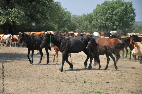 Fototapeta Naklejka Na Ścianę i Meble -  herd of horses in the race
