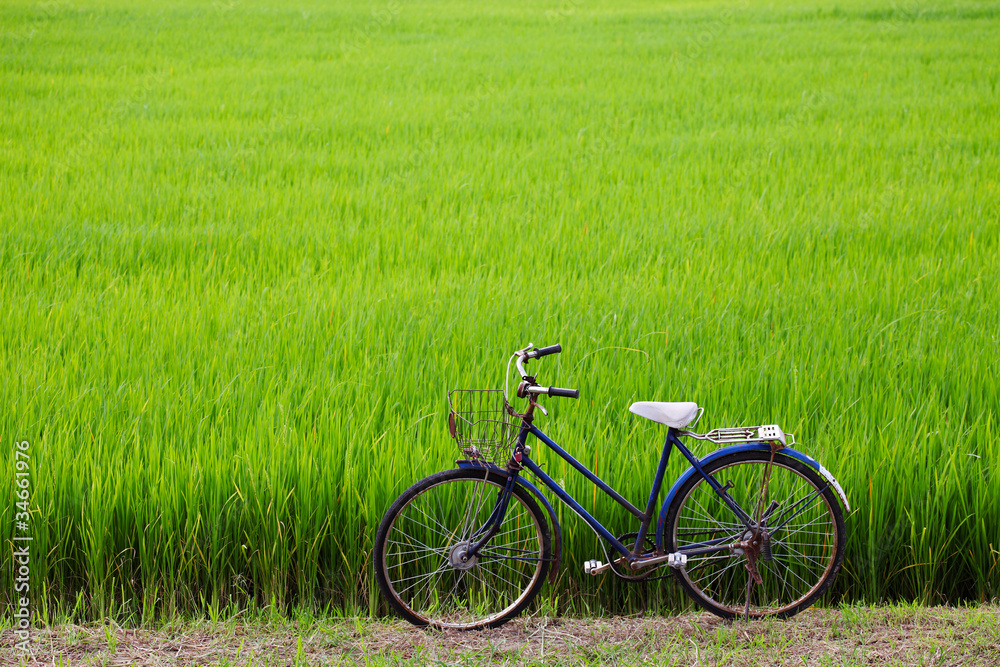 Fototapeta premium old bicycle with paddy field background