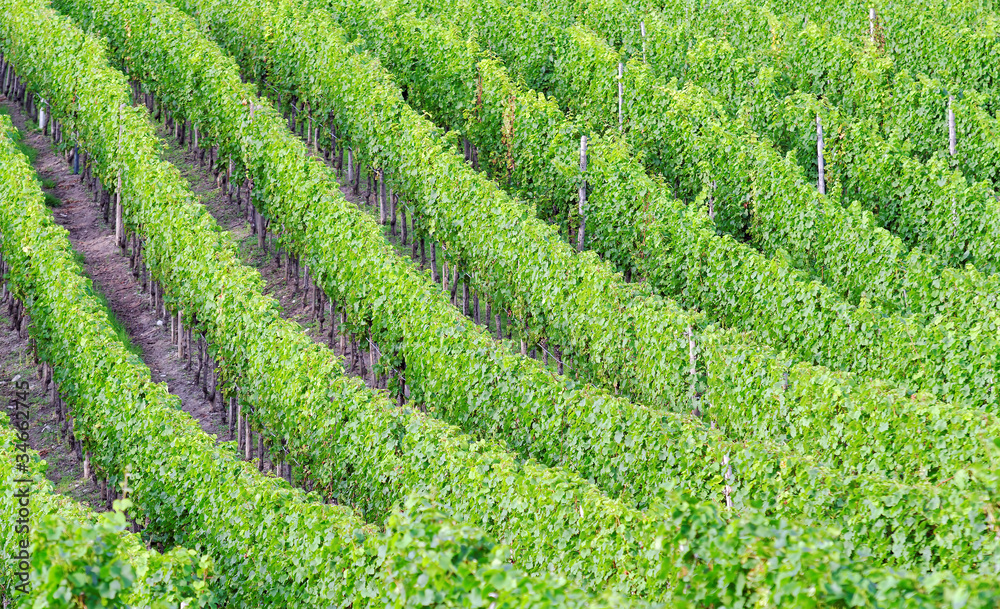 vineyard vineyard