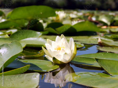 White delicate waterlily on the pond mirror