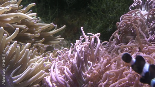 underwater life