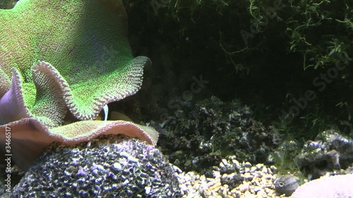 fish sea life