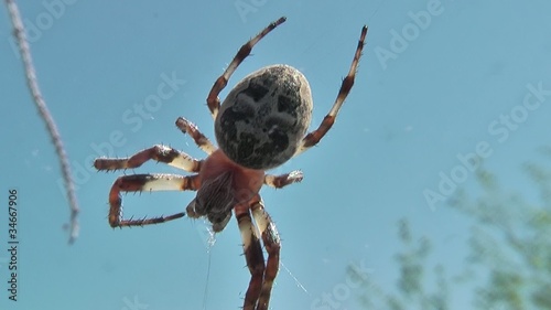 spider