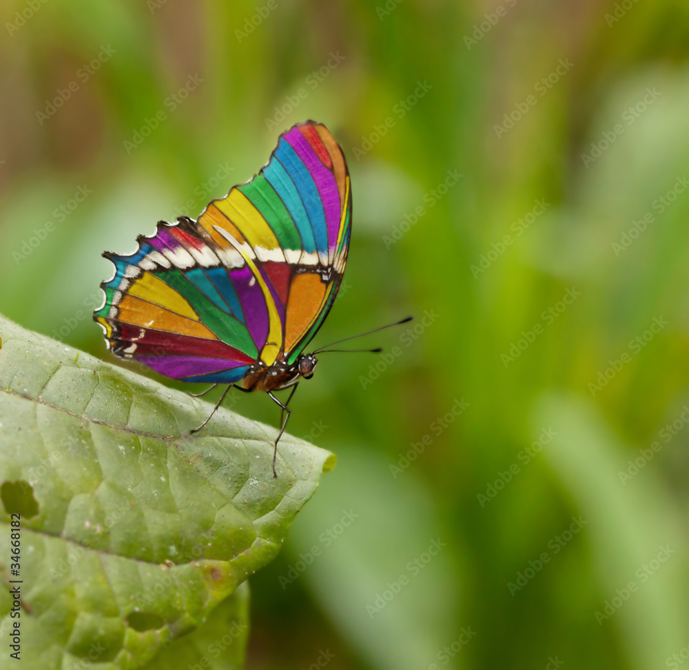 Naklejka premium rainbow butterfly