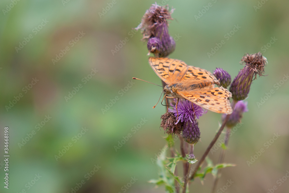 Schmetterling