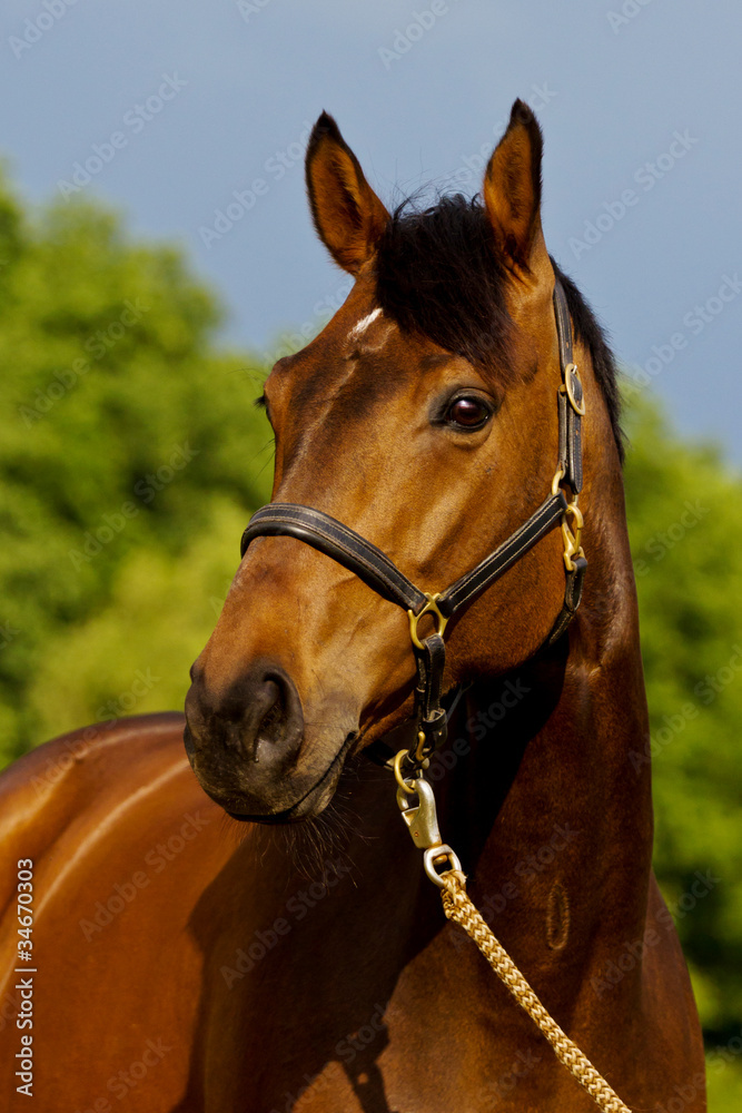 Fototapeta premium Pferdeportrait