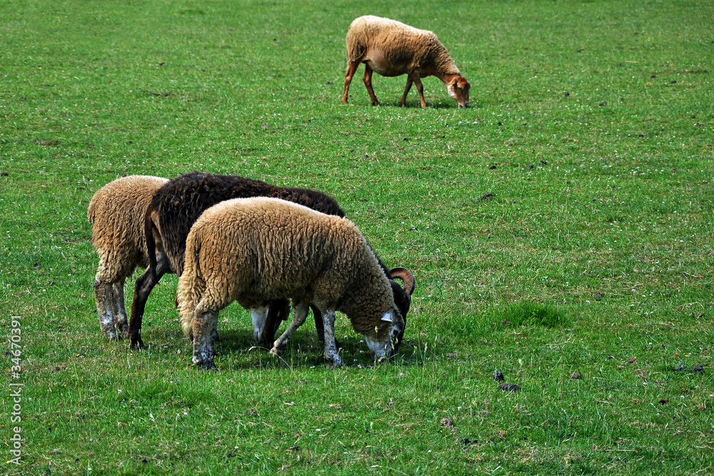 pecore al pascolo