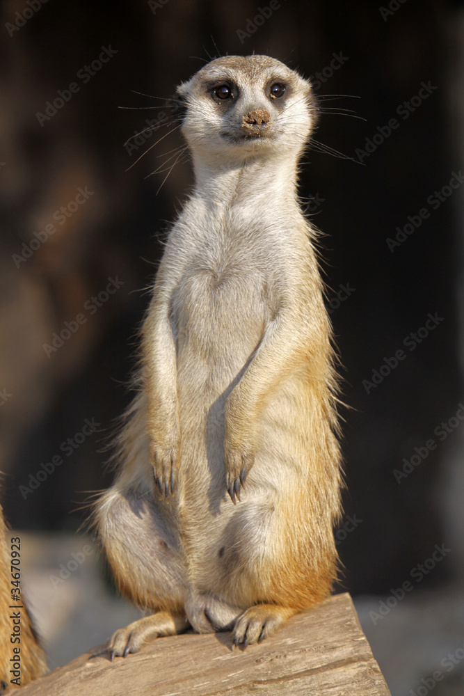 Fototapeta premium Erdmännchen