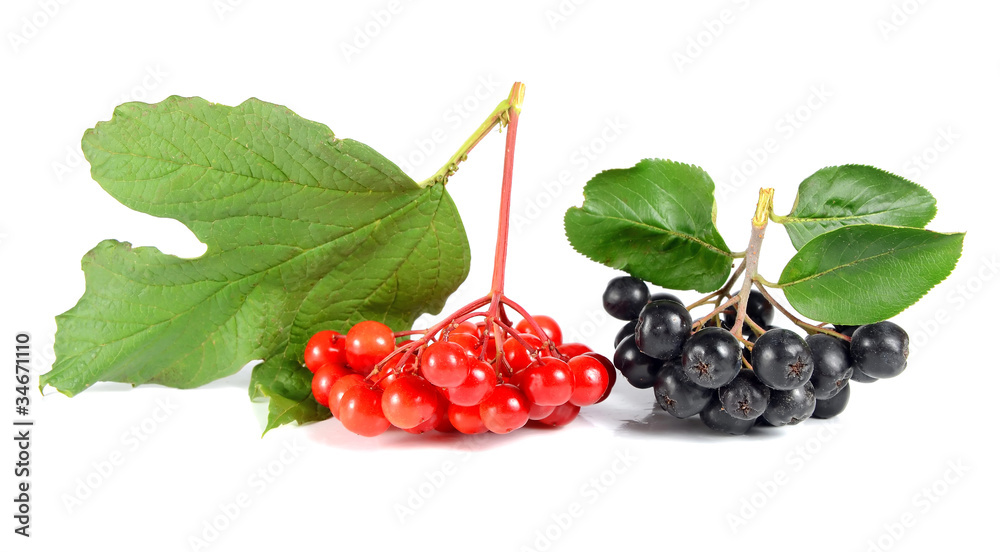 black ashberry and red viburnum black ashberry and red viburnum