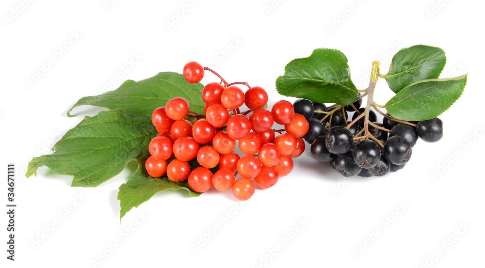 black ashberry and red viburnum black ashberry and red viburnum
