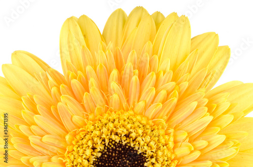 Yellow daisy-gerbera