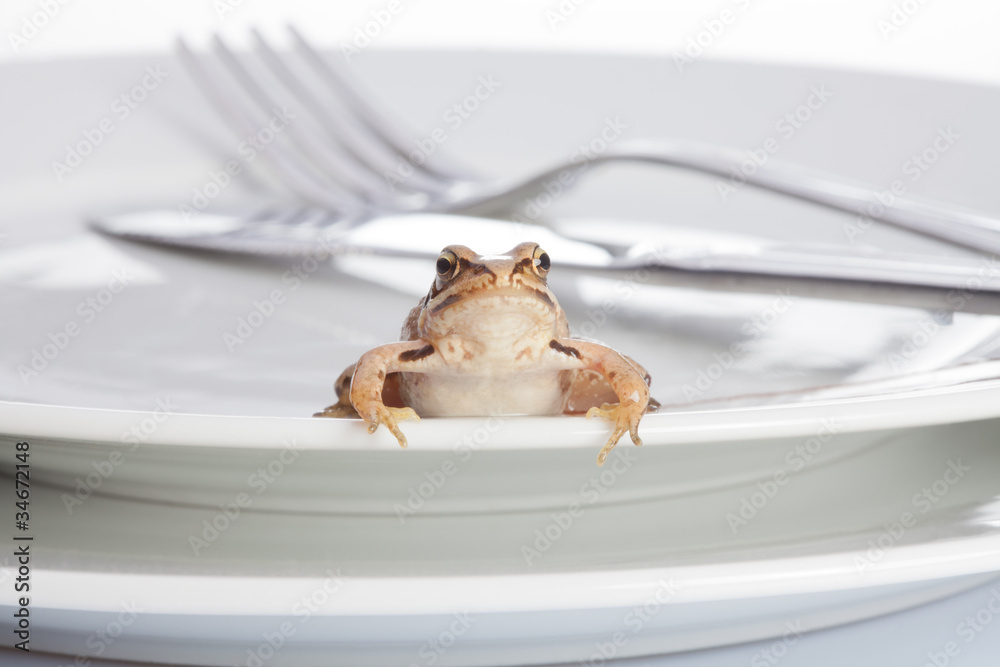 Fototapeta premium Frog and diner