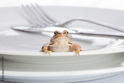 Frog and diner