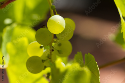 raisin blanc et vert photo