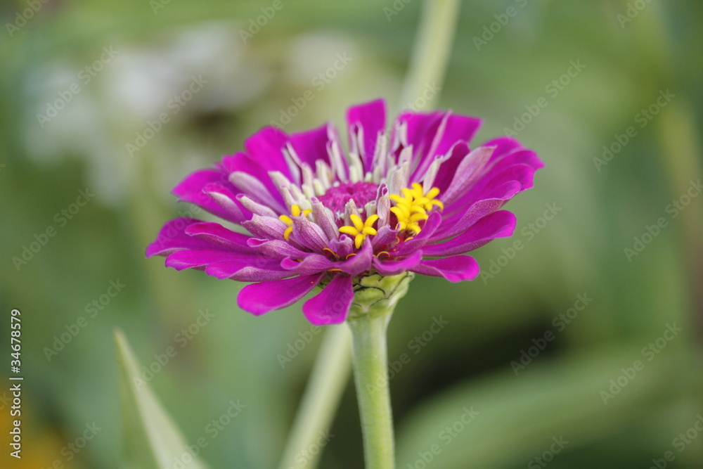 Obraz premium 百日草の花