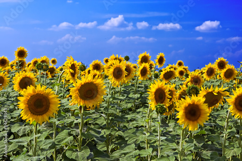 sunflower field