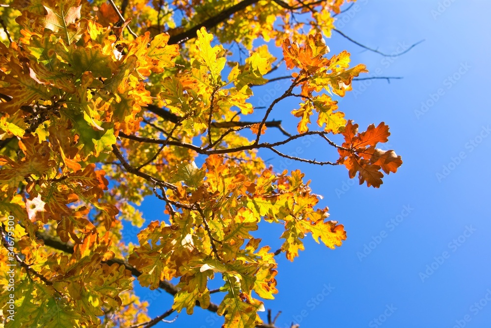 autumn oak foliage on a blue sky background autumn oak foliage on a blue sky background