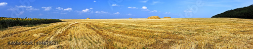 Field of ripe wheat just after harvesting