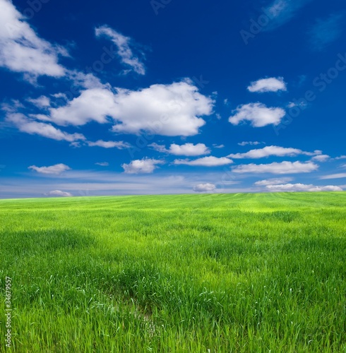 green meadow