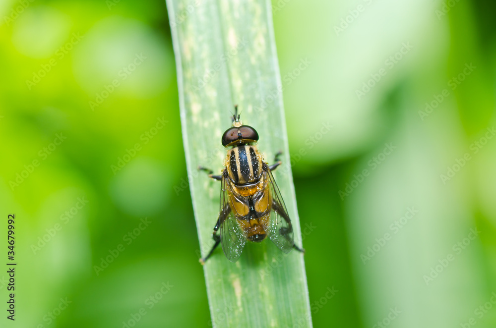 Naklejka premium Flower files or Fruit flies in green nature