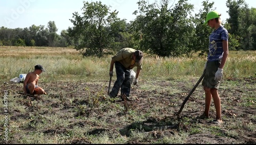 Wallpaper Mural Папа и сыновья собирают урожай картофеля. Torontodigital.ca