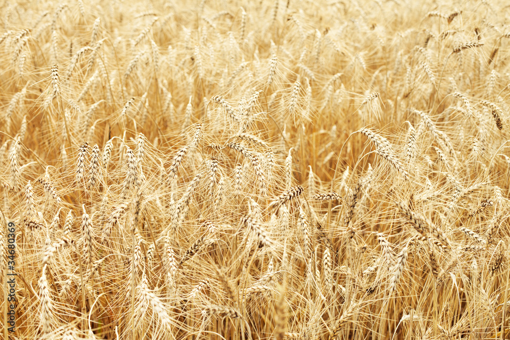 fully ripe wheat field fully ripe wheat field