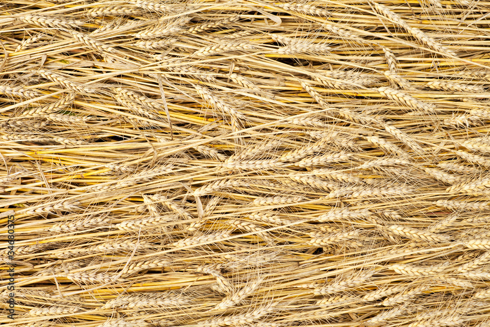 golden fully ripe wheat fields texture background in summer golden fully ripe wheat fields texture background in summer