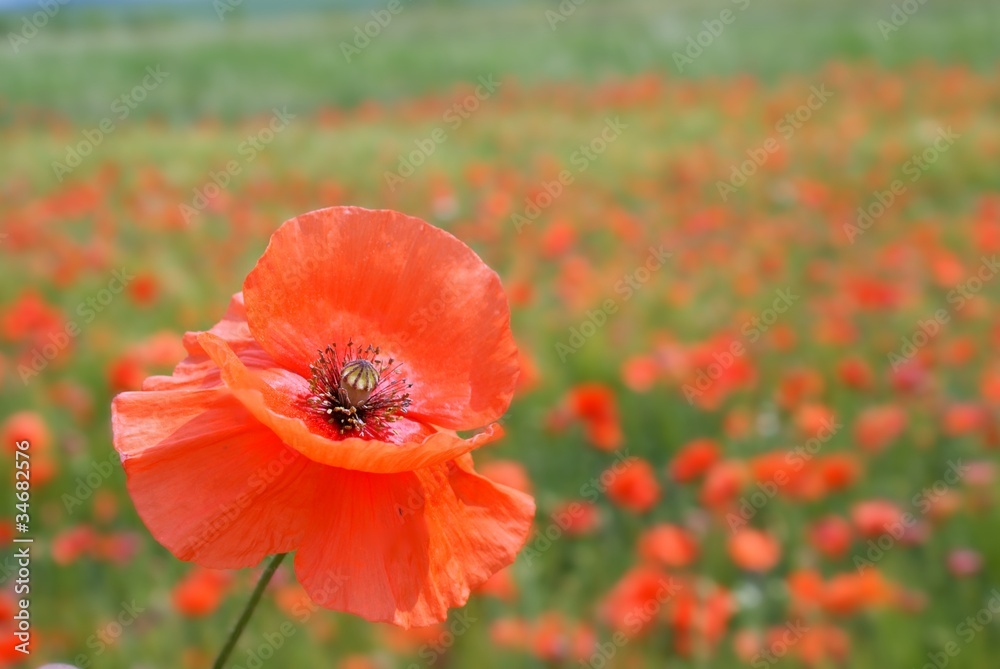Red poppy