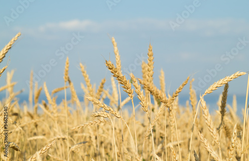 in a wheat field